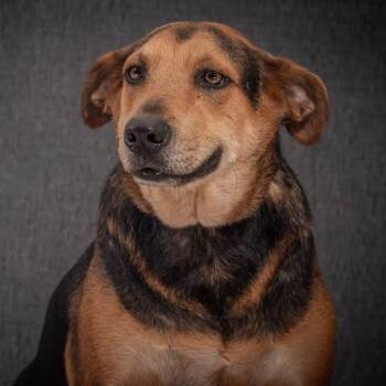 Mixed Breed Dogs Available for Adoption in North Vancouver, British Columbia - Mambita | PetCurious