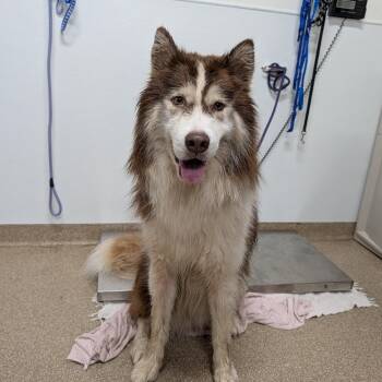 Copper -  Siberian Husky Dog for Adoption in League City, Texas - Copper | PetCurious