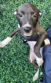 61745650 -  Mixed Breed Dog for Adoption in El Paso, Texas - 61745650 | PetCurious