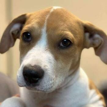 Rescue Retriever Dogs for Adoption in Mount Pleasant, South Carolina - Squeak | PetCurious