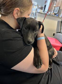 Rescue Mixed Breed Dogs for Adoption in Longview, Texas - Crunch | PetCurious