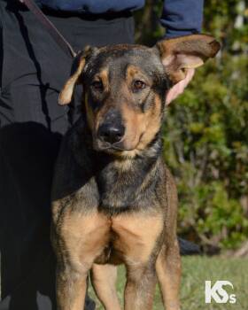 Rescue German Shepherd Dog and Hound Dogs for Adoption - Bridger | PetCurious