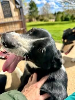 Border Collie and Husky Dogs Available for Adoption in Richmond Hill, Ontario - Xena | PetCurious
