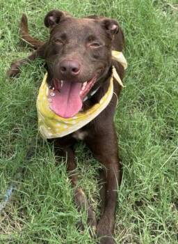 Kayne -  Retriever and Mixed Breed Dog for Adoption in San Antonio, Texas - Kayne | PetCurious