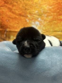 Rescue Border Collie and Mixed Breed Dogs for Adoption in San Antonio, Texas - Knox | PetCurious