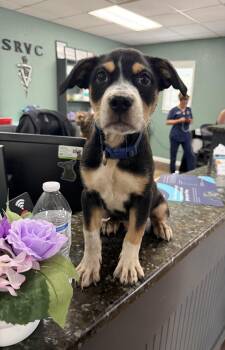 Blue (little pup looking for his hero) -  Mixed Breed and Bulldog Dog for Adoption in Conway, South Carolina - Blue (little Pup Looking For His Hero) | PetCurious