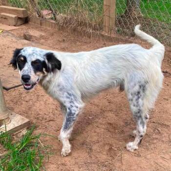 Bolt -  Australian Shepherd and English Setter Dog for Adoption in Hackett, Arkansas - Bolt | PetCurious