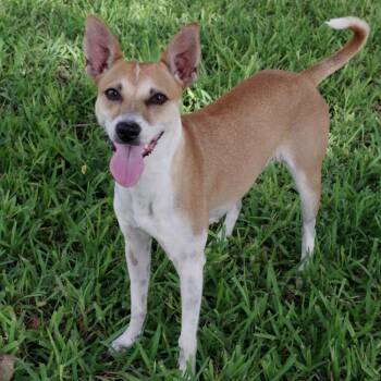 Bambi -  Mixed Breed Dog for Adoption in Miami, Florida - Bambi | PetCurious