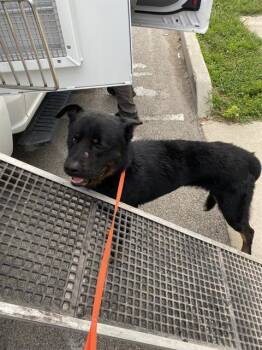 BOOTS WITHEFUR -  Rottweiler and German Shepherd Dog Dog for Adoption in Indianapolis, Indiana - BOOTS WITHEFUR | PetCurious