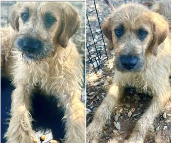 Rescue Irish Terrier and Wheaten Terrier Dogs for Adoption in Manhattan Beach, California - Buck | PetCurious