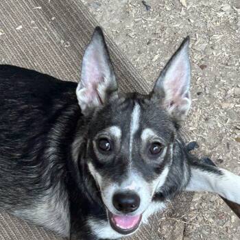 Rema -  German Shepherd Dog and Siberian Husky Dog for Adoption in Texarkana, Texas - Rema | PetCurious