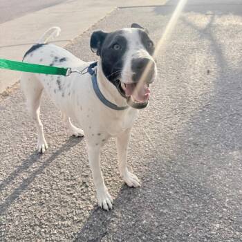 Pit Bull Terrier and Australian Cattle Dog Blue Heeler Dogs Available for Adoption - 310 (2026) Rocky | PetCurious