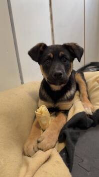 Mixed Breed Dogs Available for Adoption in Sioux Falls, South Dakota - Nessie | PetCurious