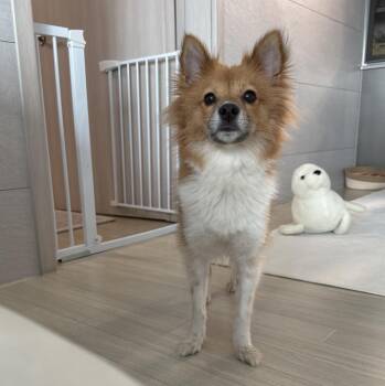 Pomeranian and Japanese Spitz Dogs Available for Adoption in Danvers, Massachusetts - Anna | PetCurious