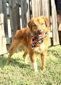 Waylon -  Golden Retriever and Australian Shepherd Dog for Adoption in Maryville, Tennessee - Waylon | PetCurious
