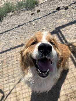 Rescue Great Pyrenees Dogs for Adoption in Prineville, Oregon - Mako | PetCurious