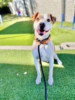 Rescue Pit Bull Terrier Dogs for Adoption in Salt Lake City, Utah - Loki | PetCurious