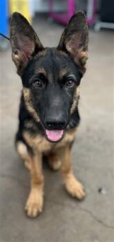 CHIEF -  Mixed Breed Dog for Adoption in Dallas, Texas - CHIEF | PetCurious