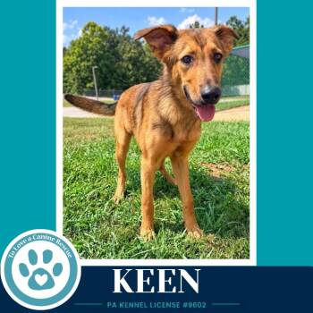Keen 100326 -  Shepherd Dog for Adoption in Kimberton, Pennsylvania - Keen 100326 | PetCurious