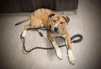 Pit Bull Terrier and Cattle Dog Dogs Available for Adoption in Lafayette, Colorado - Mac | PetCurious