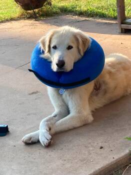 Oliver -  Great Pyrenees Dog for Adoption in Kiowa, Oklahoma - Oliver | PetCurious