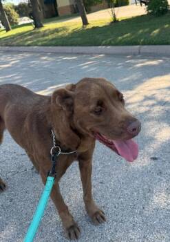 Blanche -  Chocolate Labrador Retriever Dog for Adoption in Benbrook, Texas - Blanche | PetCurious