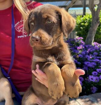 Labrador Retriever and Mixed Breed Dogs Available for Adoption - Cinnamoroll | PetCurious