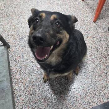 Mixed Breed Dogs Available for Adoption in Salt Lake City, Utah - Gianna | PetCurious