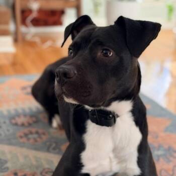Meelo (Courtesy Post) -  Mixed Breed Dog for Adoption in Durham, North Carolina - Meelo (Courtesy Post) | PetCurious
