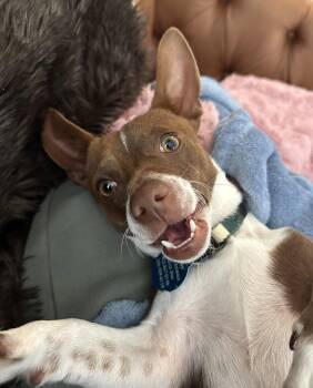 Gus -  Chihuahua Dog for Adoption in Seattle, Washington - Gus | PetCurious