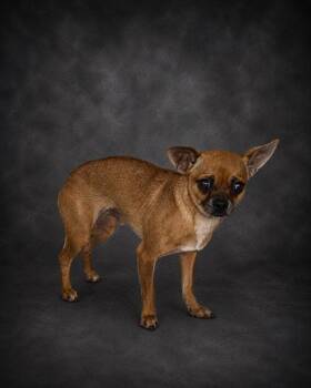 BUDDY -  Chihuahua and Mixed Breed Dog for Adoption in Winter Haven, Florida - BUDDY | PetCurious