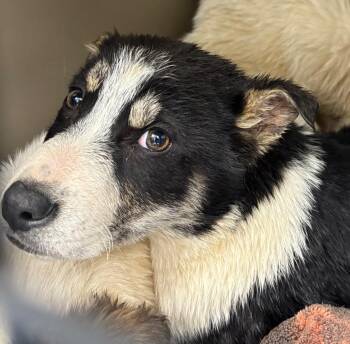 Husky and German Shepherd Dog Dogs Available for Adoption - Mickey | PetCurious