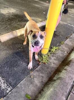 ZITI -  Pit Bull Terrier and Mixed Breed Dog for Adoption in Charlotte, North Carolina - ZITI | PetCurious