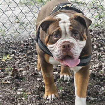 Frank the Tank 29764 -  English Bulldog Dog for Adoption in Middleburg, Florida - Frank The Tank 29764 | PetCurious