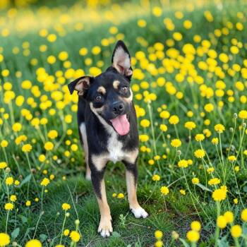 Lulu -  Miniature Pinscher and Chihuahua Dog for Adoption in San Diego, California - Lulu | PetCurious