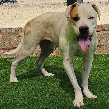 Rescue Pit Bull Terrier Dogs for Adoption in Burbank, California - Mark | PetCurious