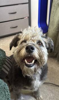 Dusty -  Lhasa Apso Dog for Adoption in Sunnyvale, California - Dusty | PetCurious