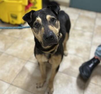 Noodles (mcas) -  Shar Pei and Shepherd Dog for Adoption in Troutdale, Oregon - Noodles (mcas) | PetCurious