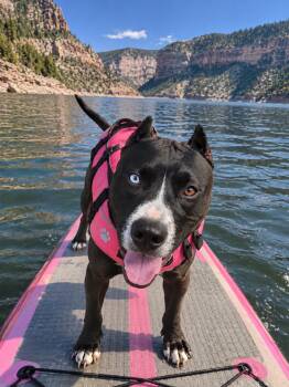 Eclipse -  Pit Bull Terrier and Husky Dog for Adoption in Midway, Utah - Eclipse | PetCurious