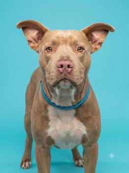 BURDOCK -  Mixed Breed Dog for Adoption in Jacksonville, Florida - BURDOCK | PetCurious