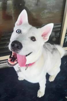 Rescue Siberian Husky Dogs for Adoption in Casselberry, Florida - Lily Rose | PetCurious
