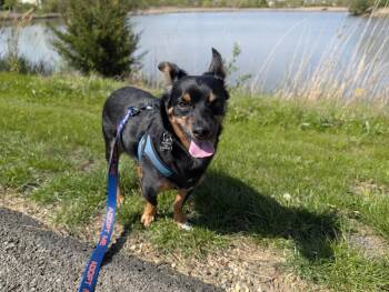 Chihuahua and Miniature Pinscher Dogs Available for Adoption in Mundelein, Illinois - Rodney | PetCurious
