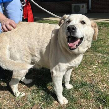 Marley -  Yellow Labrador Retriever Dog for Adoption in Lyndhurst, Virginia - Marley | PetCurious