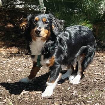 Pearson -  Australian Shepherd Dog for Adoption in East Hampton, New York - Pearson | PetCurious