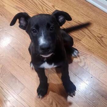 Shadow -  Black Labrador Retriever Dog for Adoption in Grand Island, Nebraska - Shadow | PetCurious