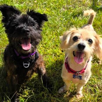 Gypsy -  Schnauzer Dog for Adoption in Michigan City, Indiana - Gypsy | PetCurious