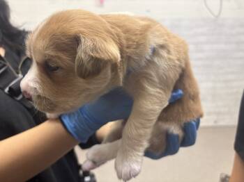 Rescue German Shepherd Dog and Mixed Breed Dogs for Adoption in San Bernardino, California - A585744 | PetCurious