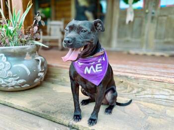 Cookie -  Mixed Breed Dog for Adoption in Macon, Georgia - Cookie | PetCurious