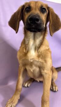 Rescue German Shepherd Dog and Hound Dogs for Adoption in Morton Grove, Illinois - Alli | PetCurious
