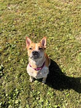 DARBY -  Australian Cattle Dog Blue Heeler and Mixed Breed Dog for Adoption in Aliquippa, Pennsylvania - DARBY | PetCurious